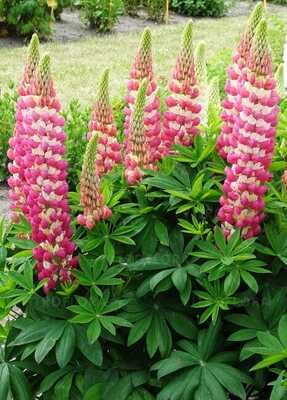 Rachel De Theme Łubin różowy West Country™ Lupinus