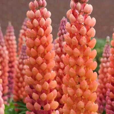 Salmon Star Łubin Łososiowy West Country™ Lupinus