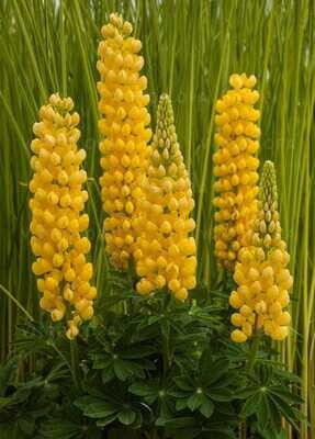 Desert Sun Łubin Żółty West Country™ Lupinus