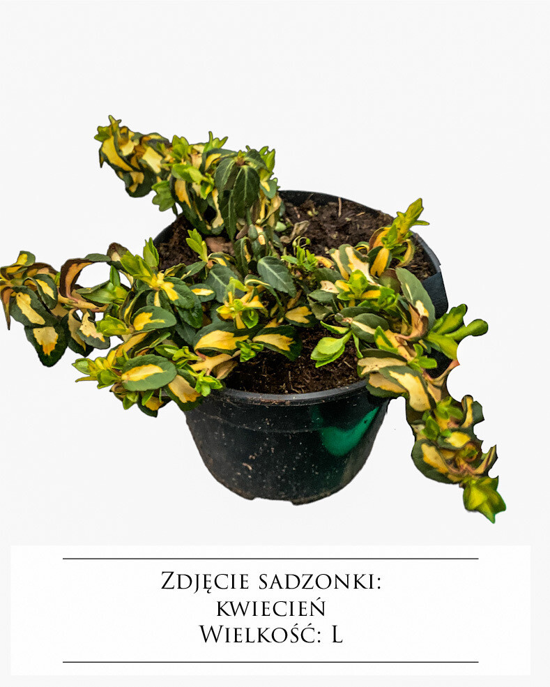 Mickaela Trzmielina Euonymus