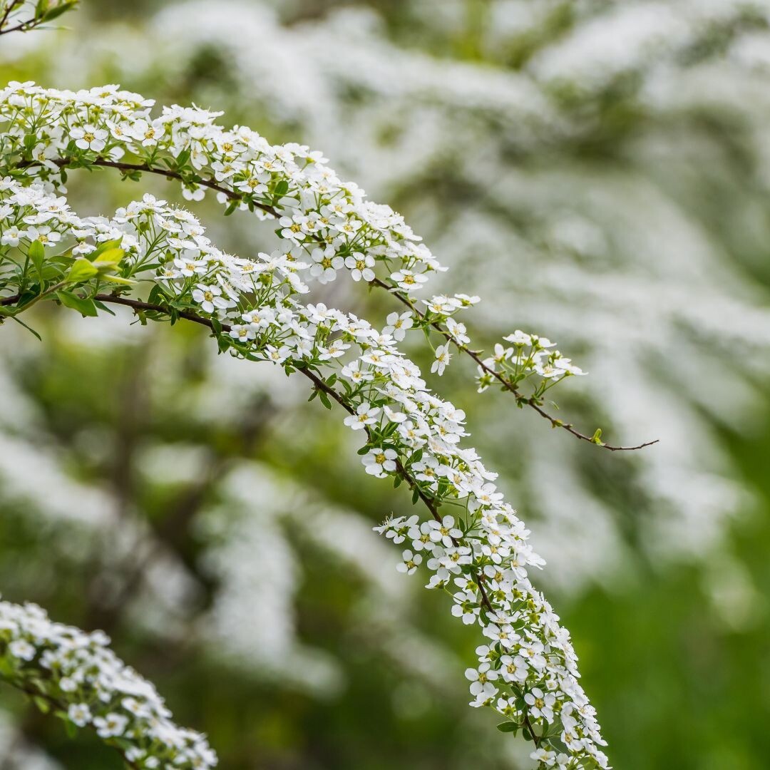 Grefsheim Tawuła szara Spiraea cinerea