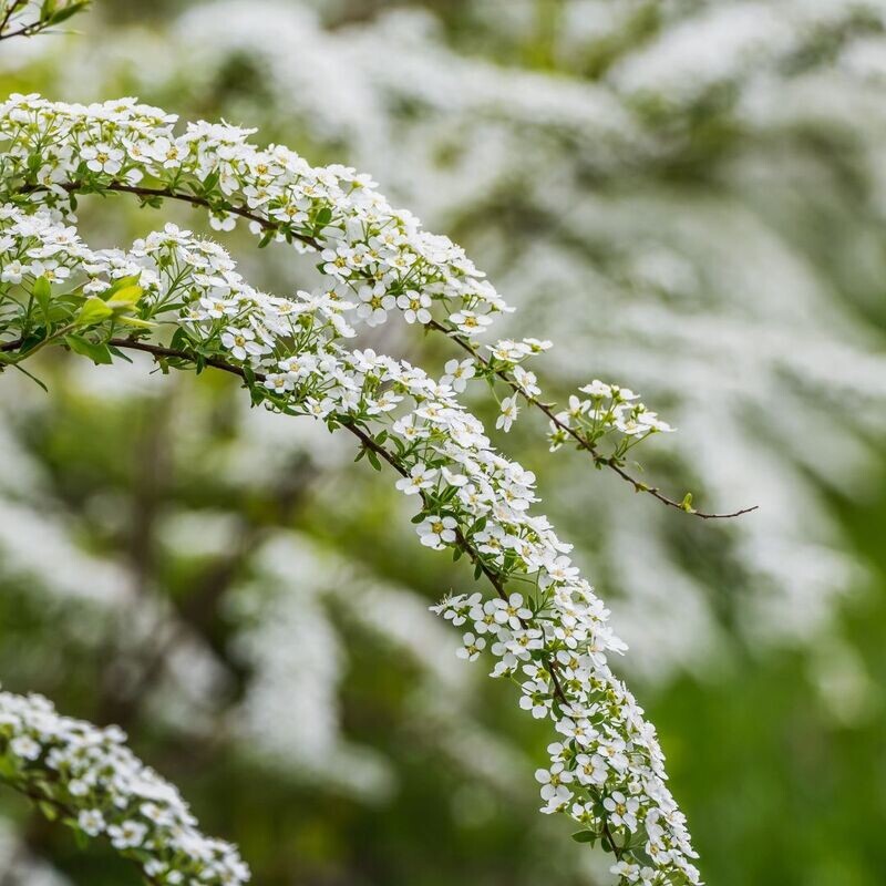 Grefsheim Tawuła szara Spiraea cinerea