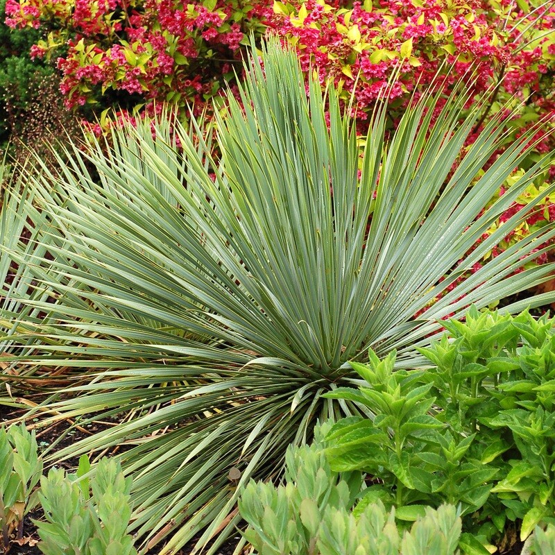 Sapphire Skies Juka, Jukka Yucca rostrata