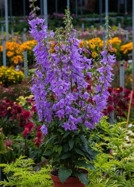 Gaudi Violet Dzwonecznik Campanula - Adenophora