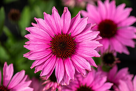 SunMagic® Vintage Fuchsia Jeżówka różowa Echinacea