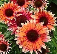 Flamingo Jeżówka koralowa czerwień Echinacea