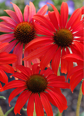 Tomato Soup Jeżówka Czerwona Echinacea