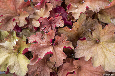 &#39;Rex Red Dark Amber&#39; Żurawka Heuchera