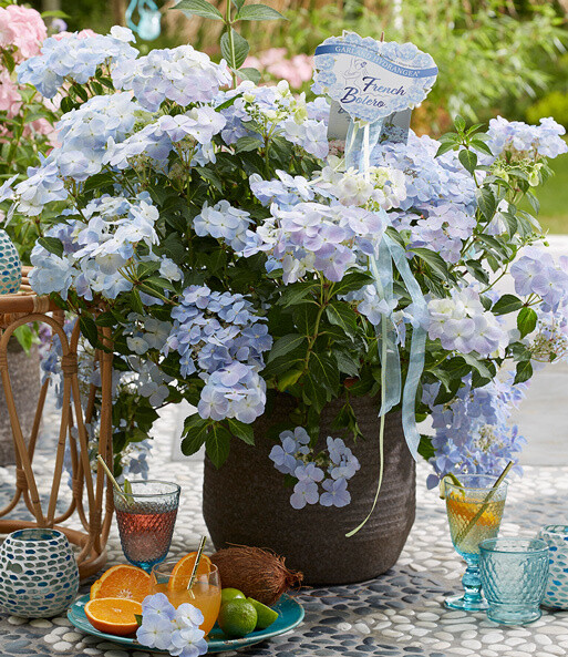 Uciekająca panna młoda niebieska Hortensja &#39;French Bolero Blue&#39; Hydrangea