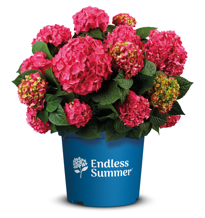 &#39;Endless Summer Love®&#39; Hortensja ogrodowa Hydrangea