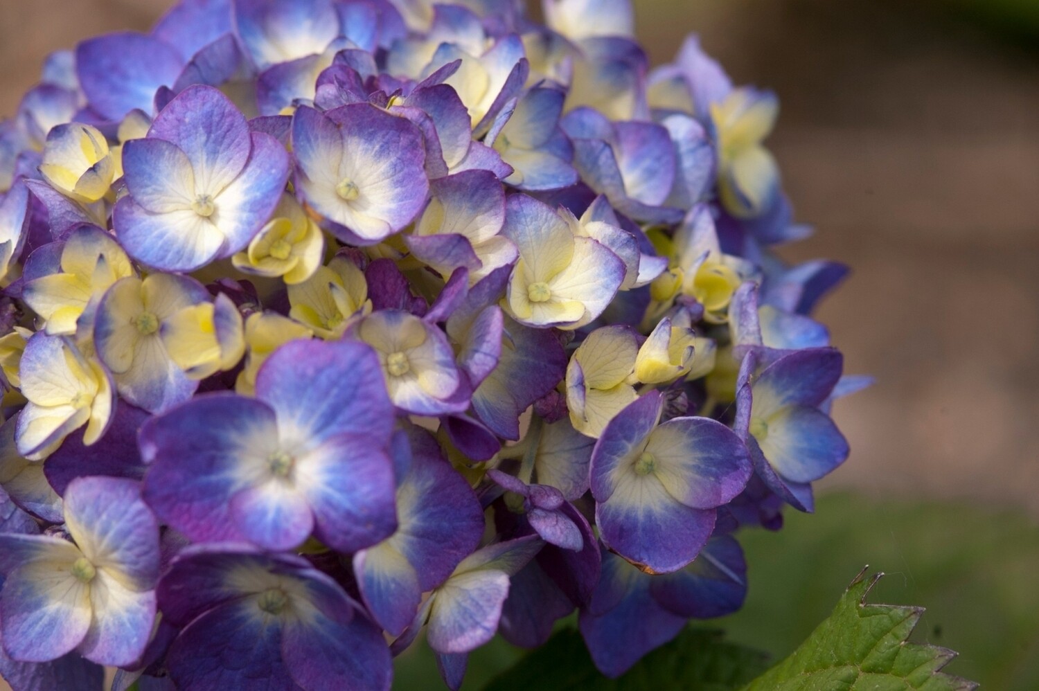 &#39;Endless Summer BloomStar® Blue&#39; Hortensja ogrodowa Hydrangea