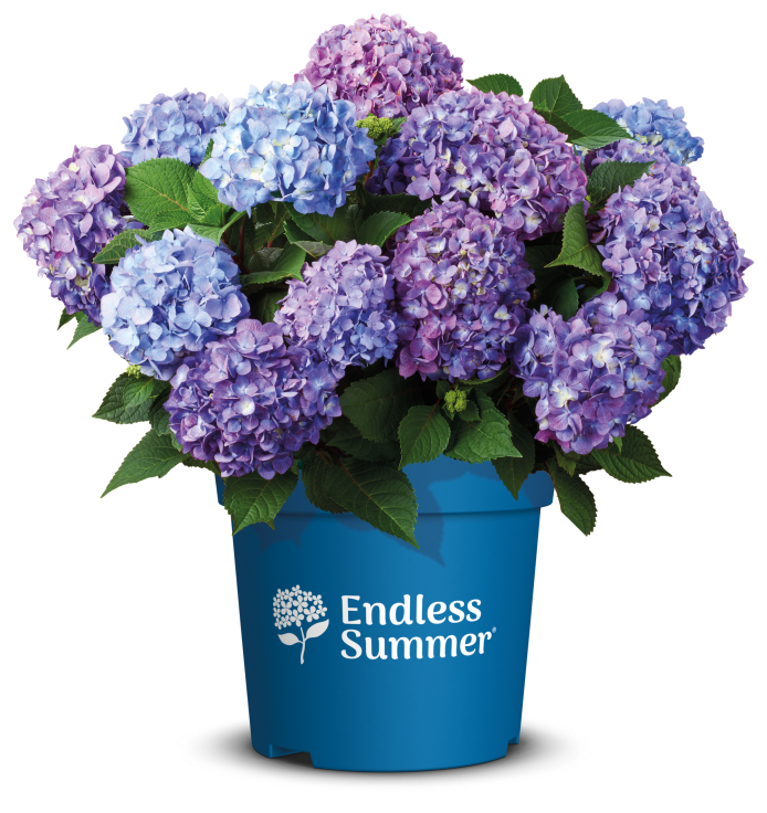 &#39;Endless Summer BloomStar® Pink&#39; Hortensja ogrodowa Hydrangea