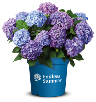 &#39;Endless Summer BloomStar® Pink&#39; Hortensja ogrodowa Hydrangea