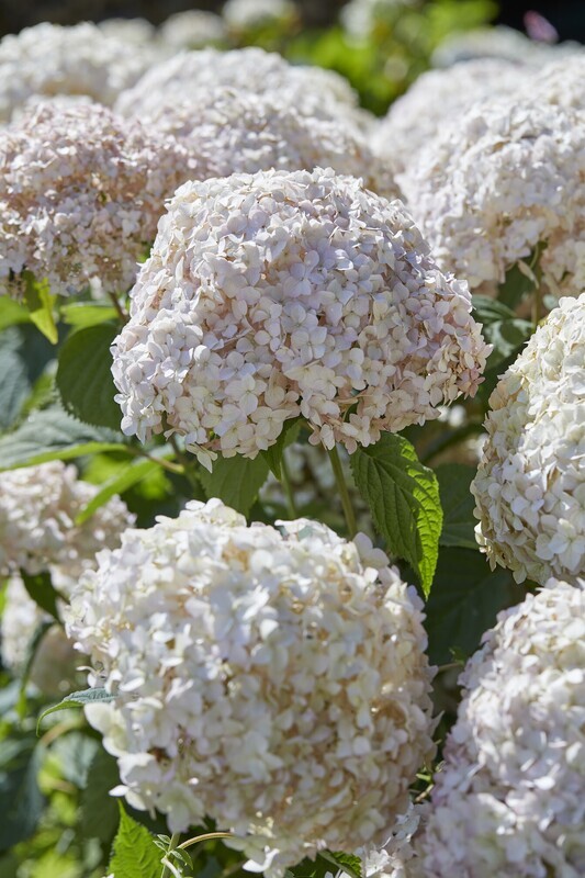 &#39;Candybelle Marschmallow&#39; Hortensja drzewiasta Królewski Róż Hydrangea arborescens