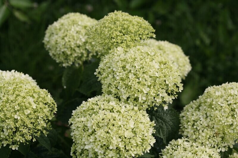 &#39;Limetta® Bellargazza&#39; Hortensja drzewiasta Hydrangea arborescens