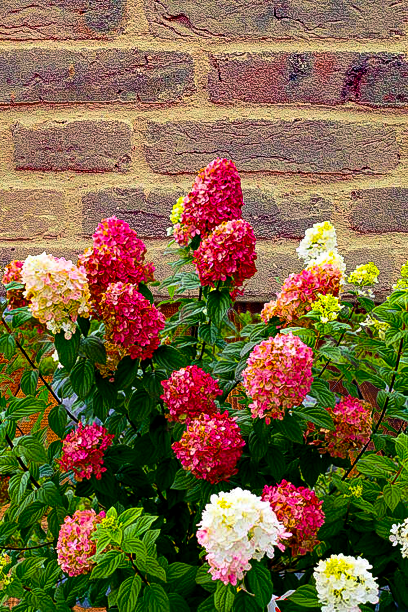 Fire Light® Hortensja bukietowa Hydrangea paniculata