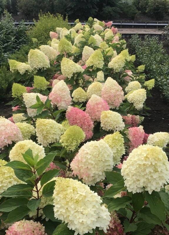 Pinkachu® Hortensja bukietowa Hydrangea paniculata