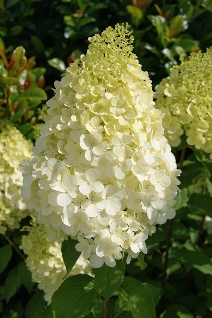 Miś Polarny Hortensja bukietowa &#39;Polar Bear&#39;® Hydrangea paniculata