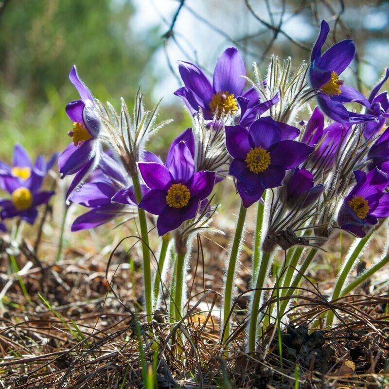 Sasanka fioletowa Violet Pulsatilla