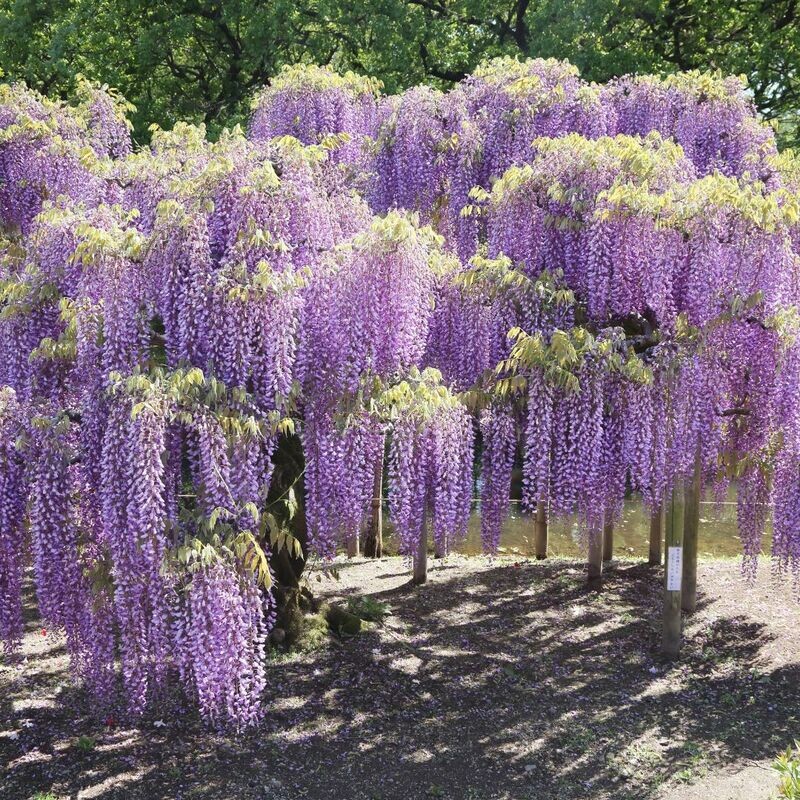 Wisteria Glicynia