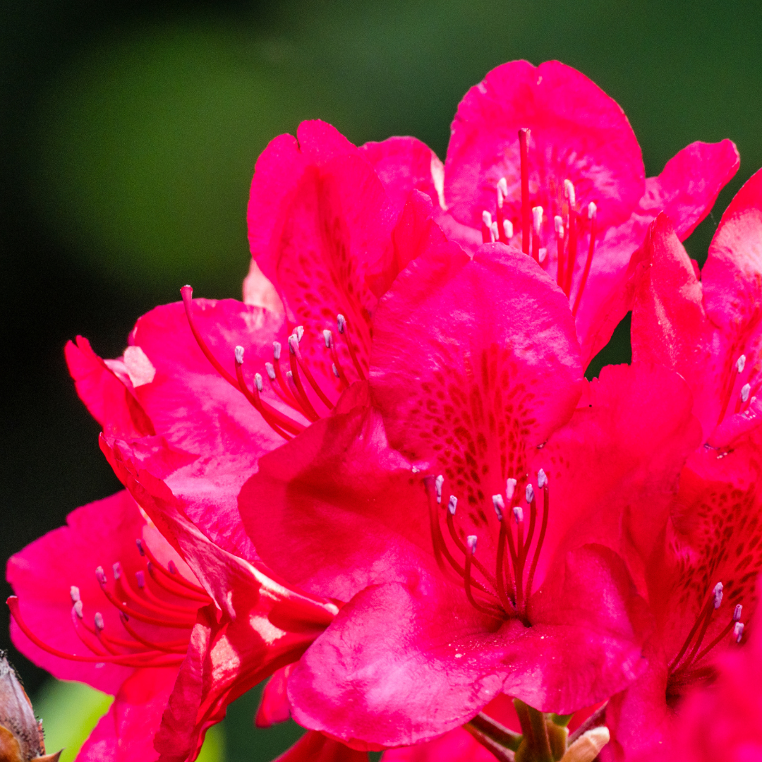 'Nova Zembla' Różanecznik Rhododendron, Rododendron