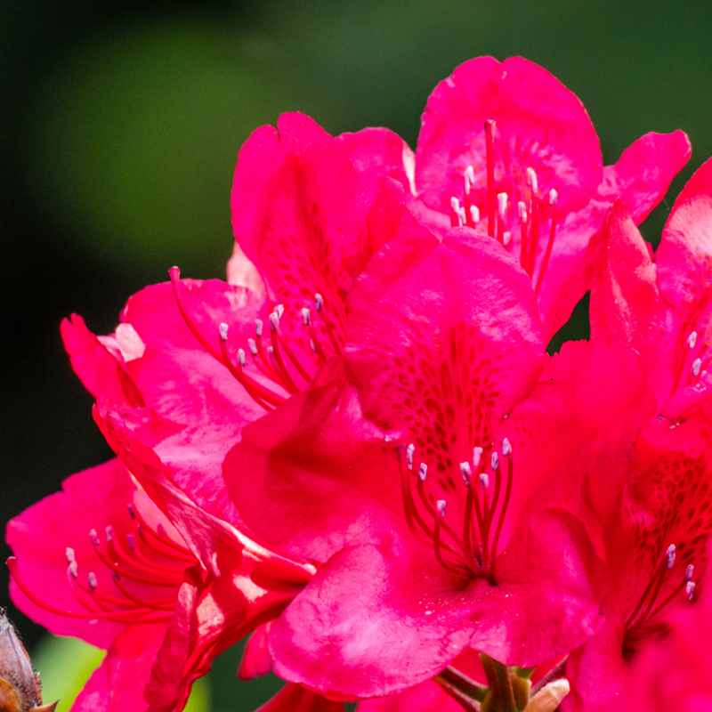 &#39;Nova Zembla&#39; Różanecznik Rhododendron, Rododendron