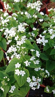&#39;Betty Bowring&#39; Brunera, Brunnera