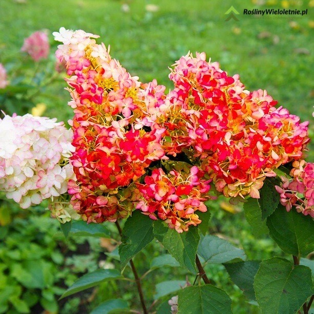 &#39;Wim&#39;s Red&#39; Hortensja Bukietowa Hydrangea paniculata
