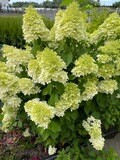 &#39;Magical Candle&#39; Hortensja Bukietowa Hydrangea paniculata