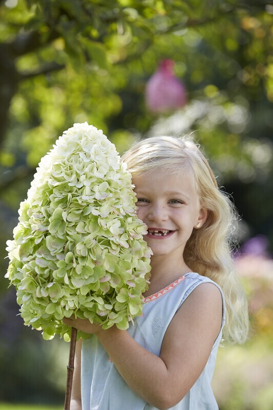 Hercules® Hortensja bukietowa Hydrangea paniculata