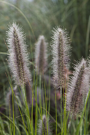 &#39;National Arboretum&#39; Rozplenica Pennisetum