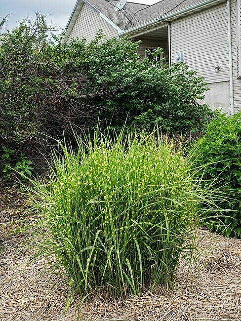 &#39;Strictus Dwarf&#39; Miskant chiński Miscanthus