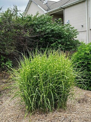 &#39;Strictus Dwarf&#39; Miskant chiński Miscanthus