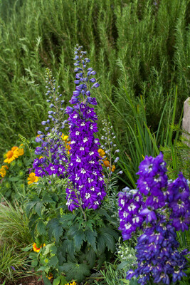 ’Excalibur Dark Blue White Bee’ Ostróżka Niebieska  Delphinium