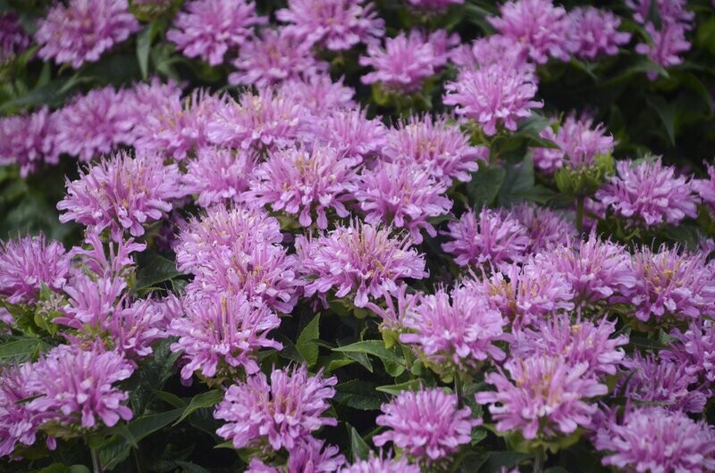 &#39;Pardon My Lavender&#39; Pysznogłówka Monarda