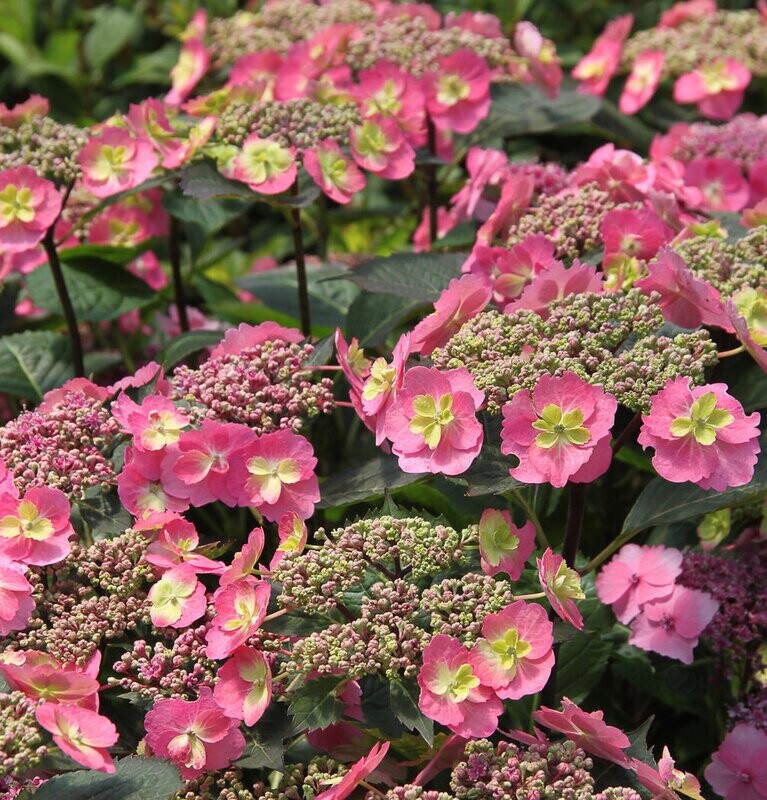 'Cotton Candy' Hortensja Hydrangea Flair &amp; Flavours®
