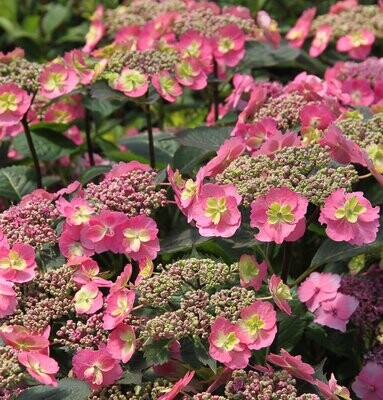 'Cotton Candy' Hortensja Hydrangea Flair &amp; Flavours®