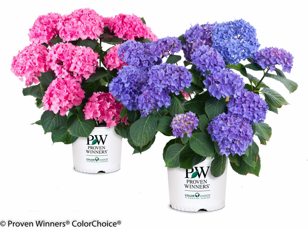 &#39;Sweet Cupcake&#39; Flair &amp; Flavours® Hortensja ogrodowa Hydrangea