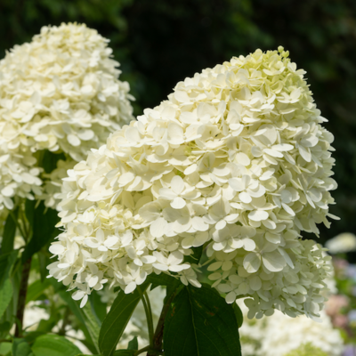 'Silver Dollar' Hortensja bukietowa Hydrangea paniculata 'Silver Dollar' Hortensja bukietowa Hydrangea paniculata