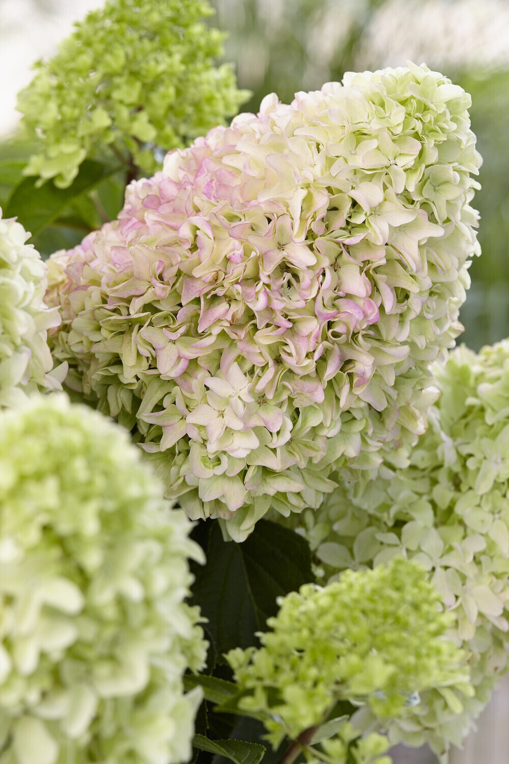 &#39;Little Fresco&#39; Hortensja bukietowa Hydrangea paniculata