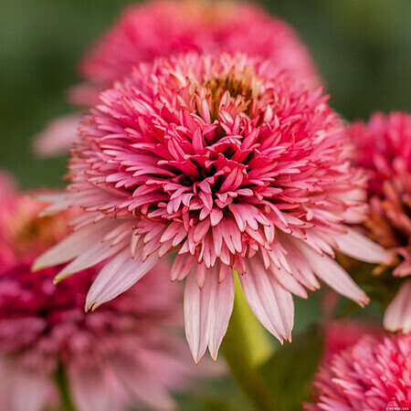 &#39;Butterfly Kisses&#39; Jeżówka podwójna Echinacea