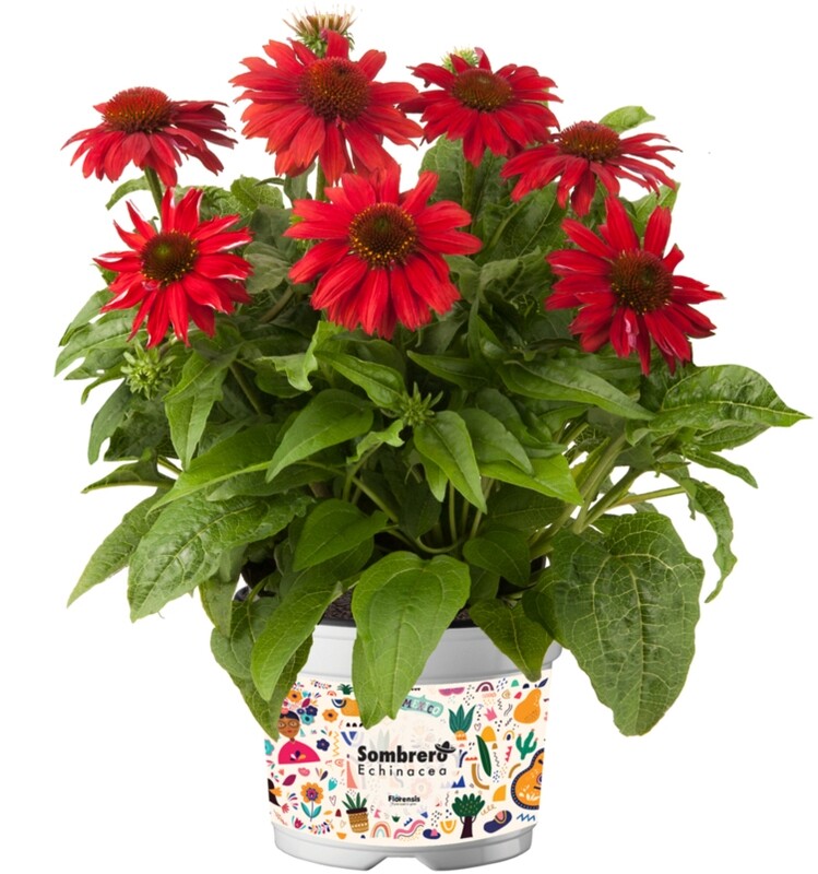 &#39;Sombrero® Salsa Red&#39; Jeżówka czerwona Echinacea