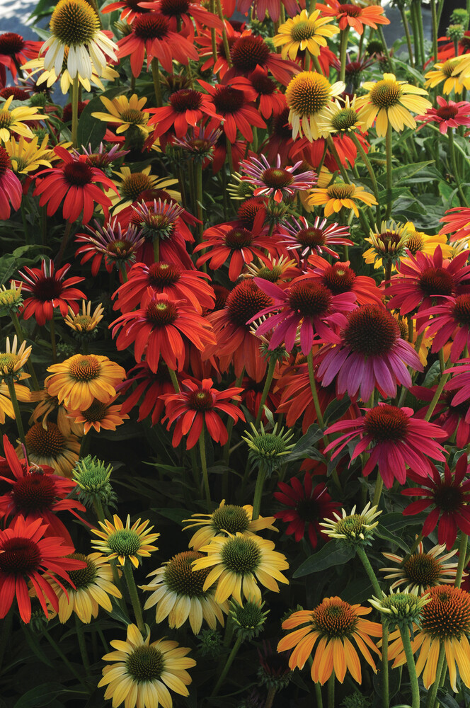 &#39;Cheyenne Spirit&#39; Jeżówka pakiet kolorów Echinacea