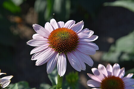 &#39;Pink Skipper&#39; Jeżówka Echinacea