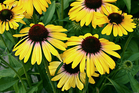 &#39;Rainbow Yellow&#39; Jeżówka Echinacea