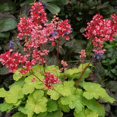&#39;Little Cutie™ Sweet Tart&#39; Żurawka Heuchera