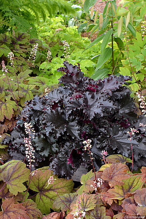 &#39;Black Taffeta&#39; Żurawka Heuchera