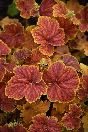 &#39;Delta Down&#39; Żurawka Heuchera
