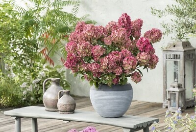 &#39;Petite® Star&#39; Hortensja Bukietowa Hydrangea paniculata