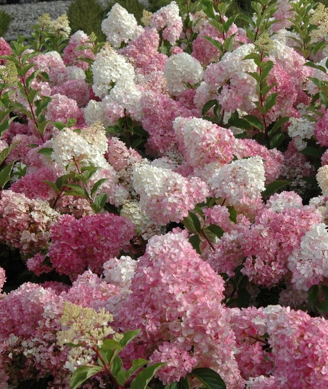 &#39;Vanille Fraise&#39;® Hortensja bukietowa Hydrangea paniculata Vanilia fraise